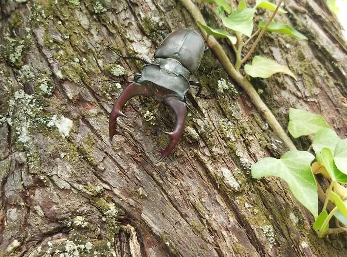 Forsthaus * Merzalben